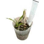 Clowesia Grace Dunn (Clowesia warczewitzii × Clowesia rosea) - exemplare tinere