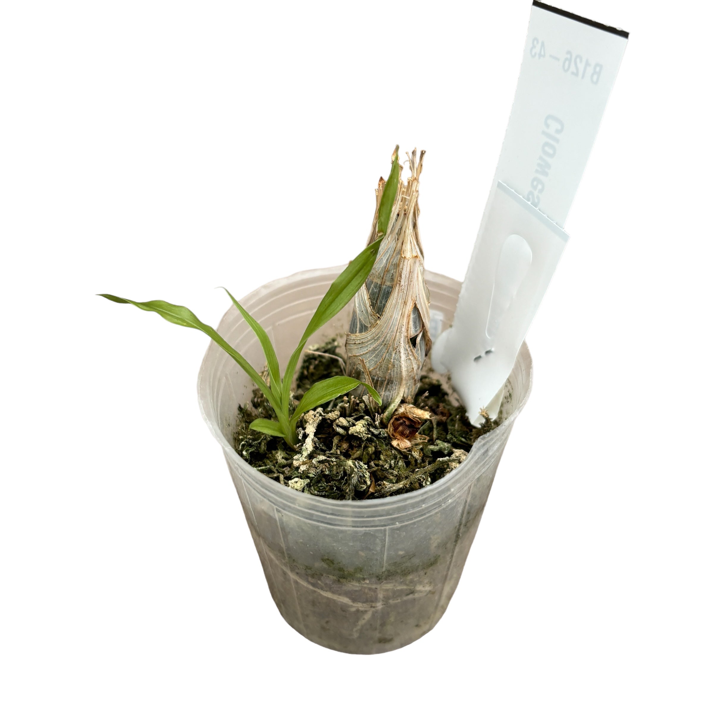 Clowesia Grace Dunn (Clowesia warczewitzii × Clowesia rosea) - junge Exemplare