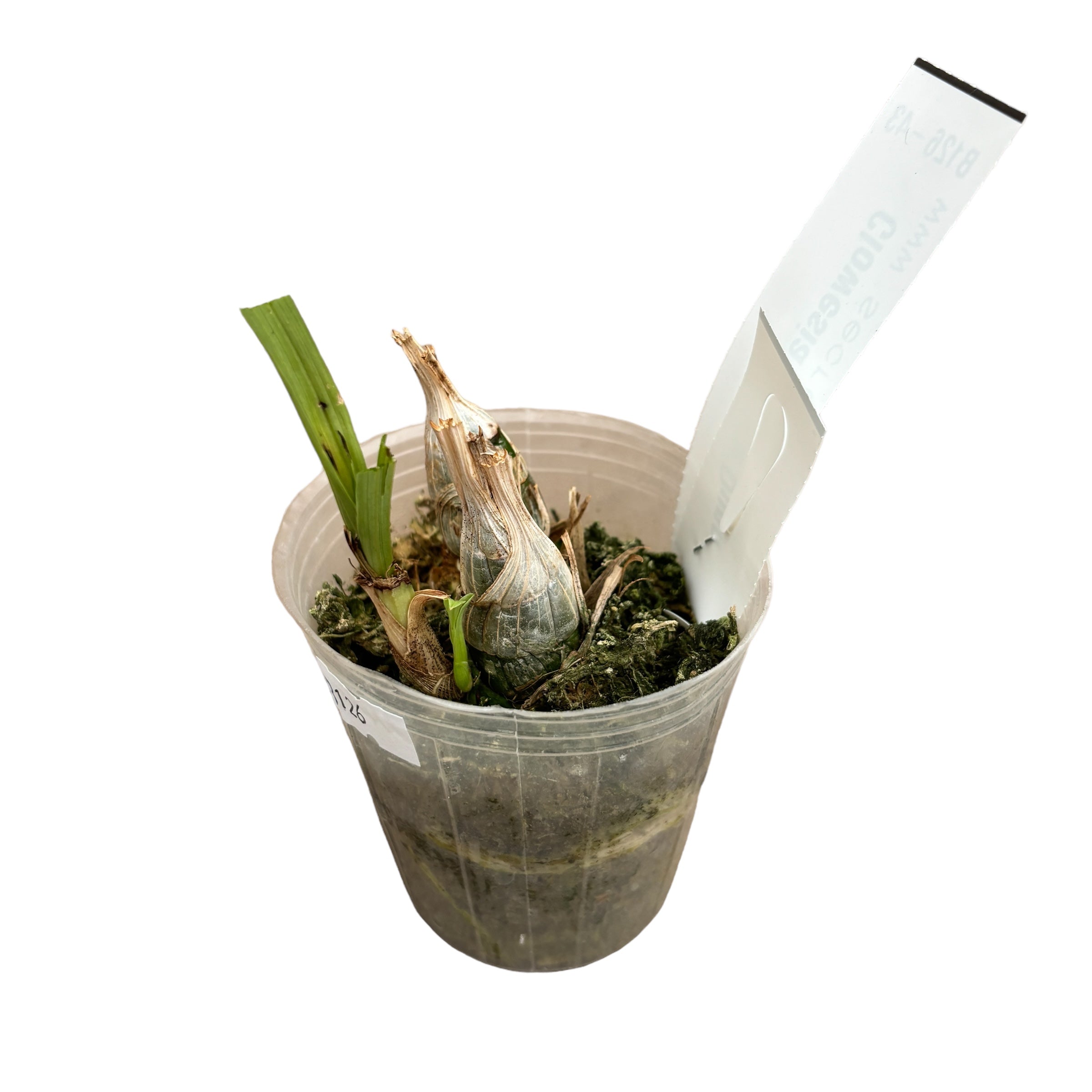 Clowesia Grace Dunn (Clowesia warczewitzii × Clowesia rosea) - junge Exemplare