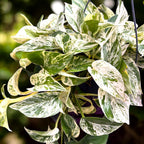 Epipremnum aureum 'Marble Queen' - exemplare XL