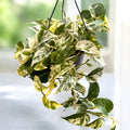 Epipremnum aureum 'Marble Queen' - exemplare XL