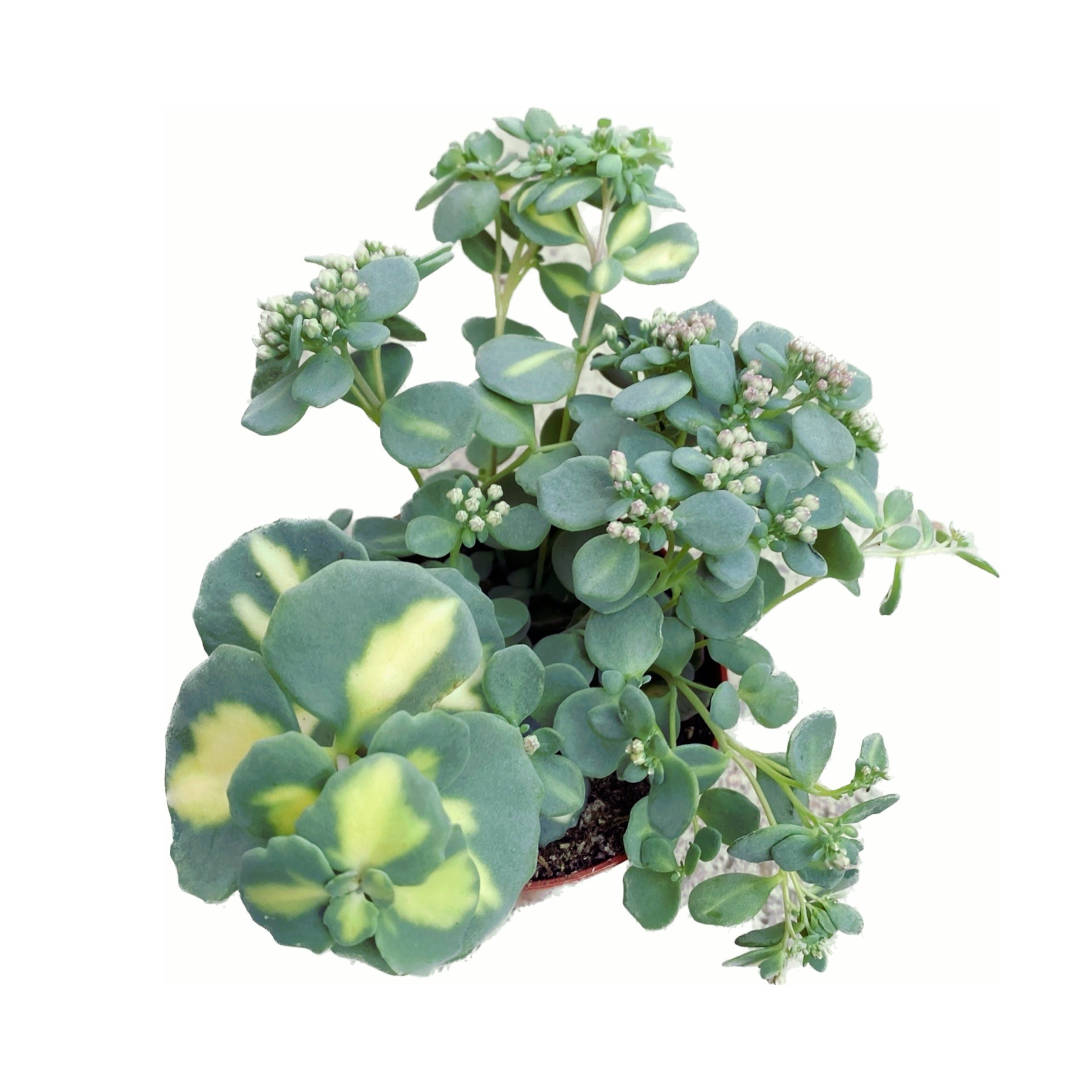 Sedum sieboldii Mediovariegatum (Iarba grasa variegata)