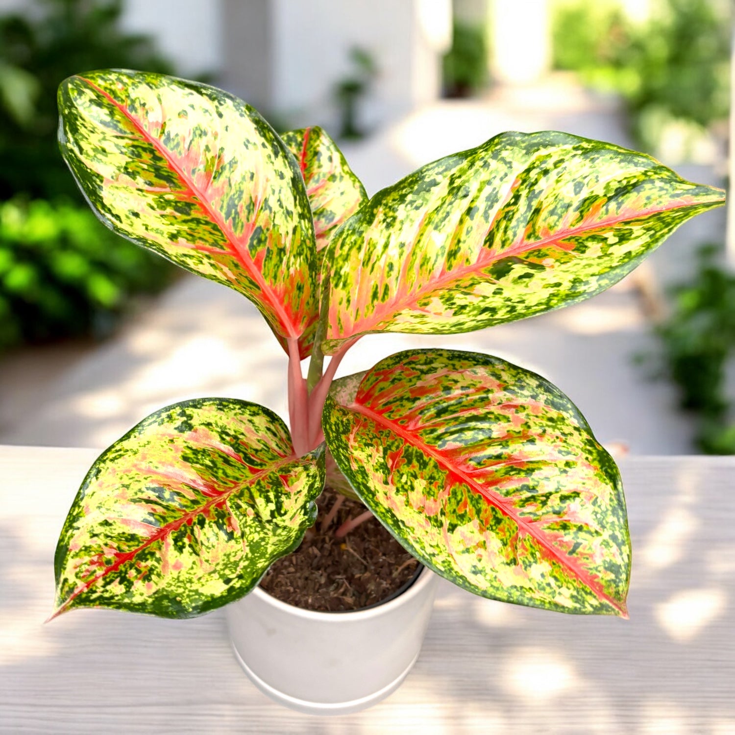 Aglaonema „Carnival Queen“ – tropická explózia farieb