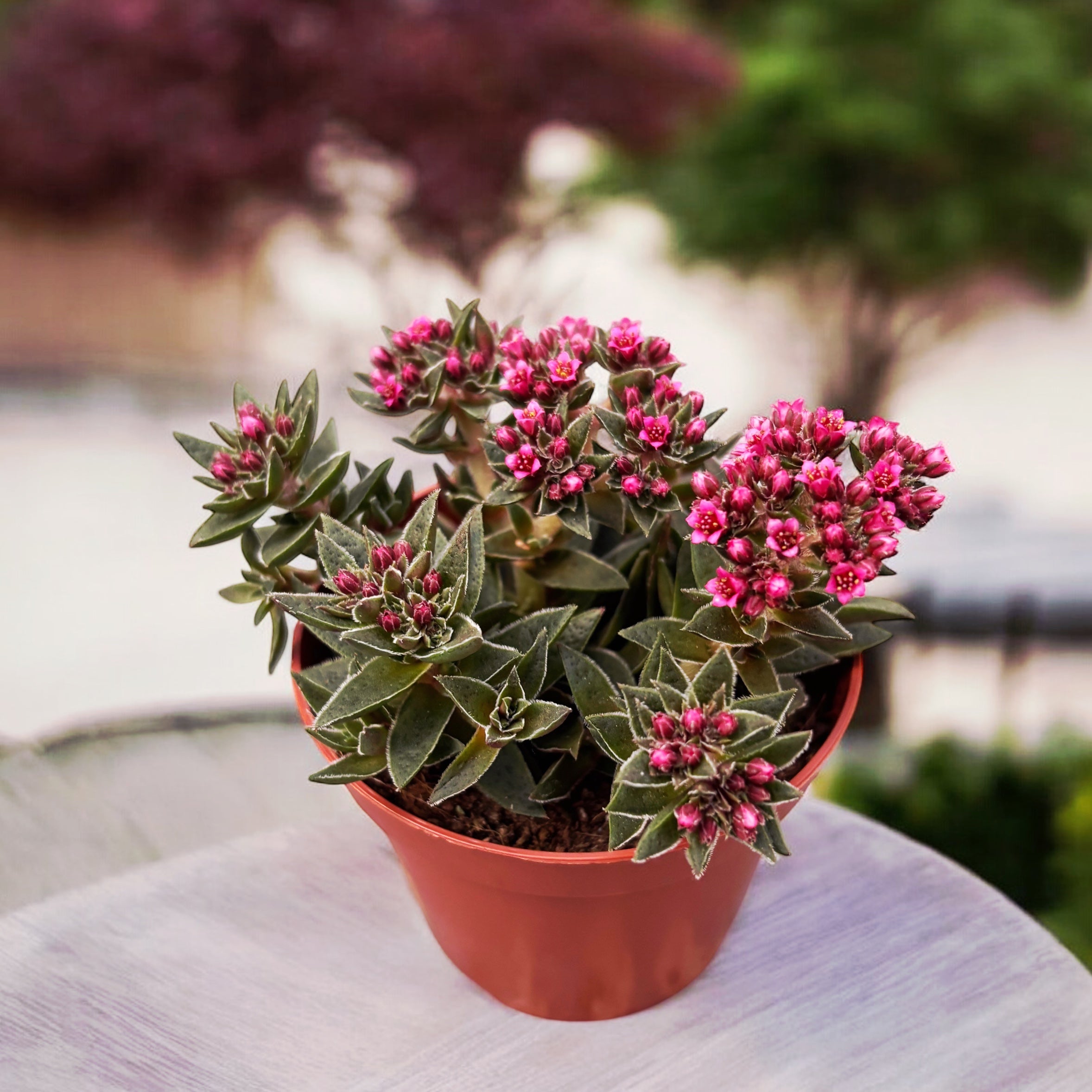 Crassula schmidtii - suculenta cu inflorire roz decorativa