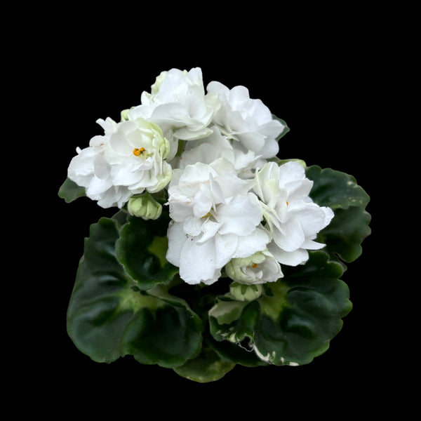 Saintpaulia Rococo White – Parma-Veilchen mit gefüllten weißen Blüten