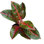 Aglaonema Sab Mongkol