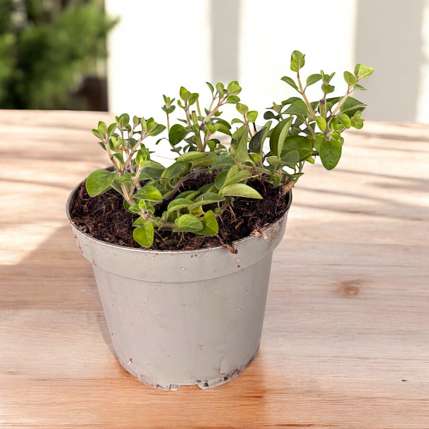 Oregánó - Origanum vulgare (biológiai termesztés)