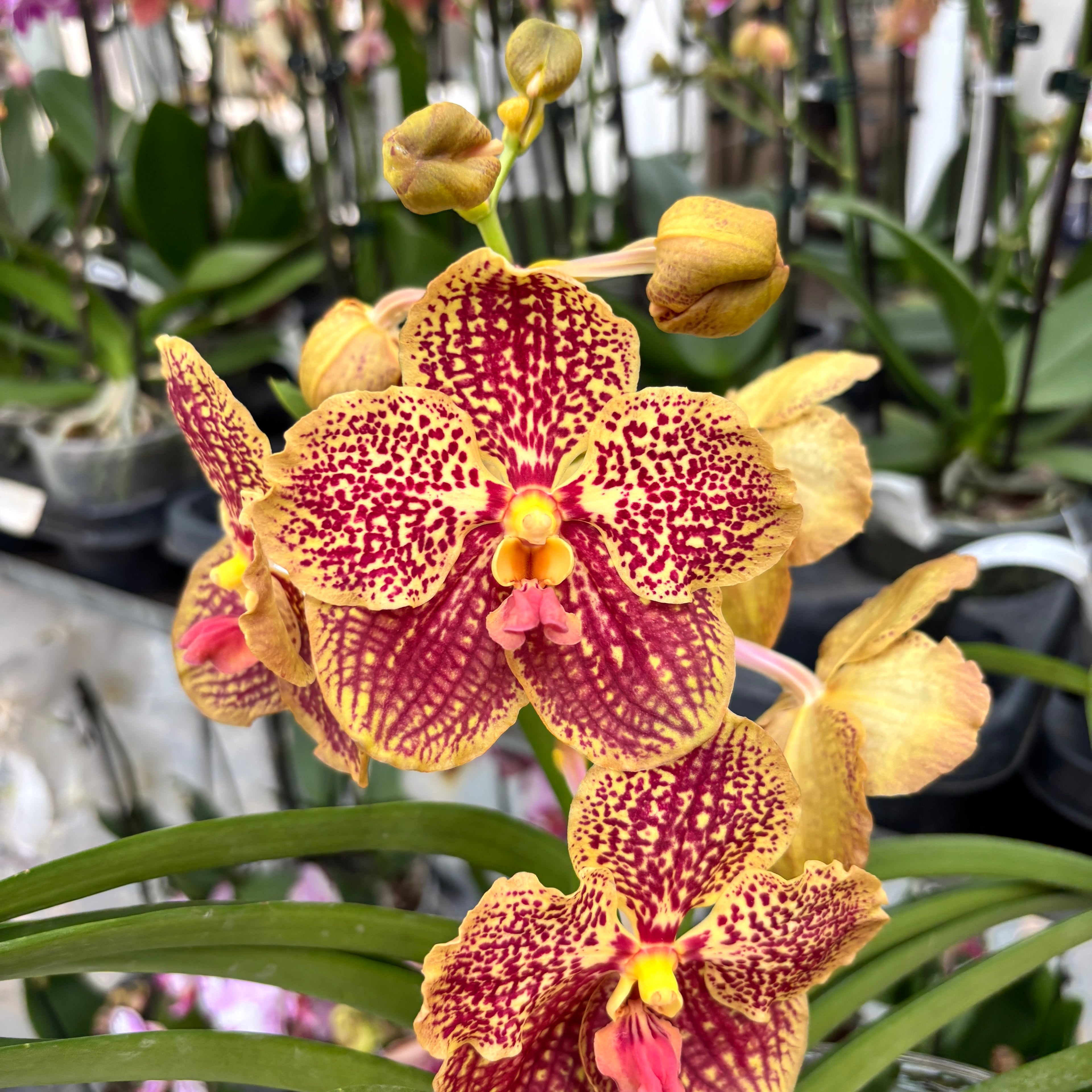 Vanda SUNANDA Rouge Rétro (Ansu)