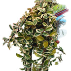 Cotoneaster suecicus 'Juliette' (pe picior, H120 cm)