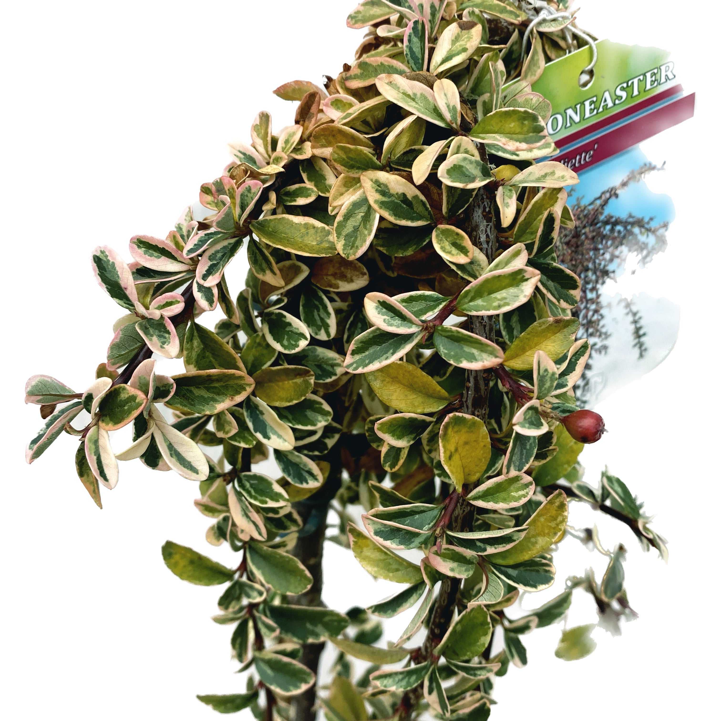 Cotoneaster suecicus 'Juliette' (pe picior, H120 cm)