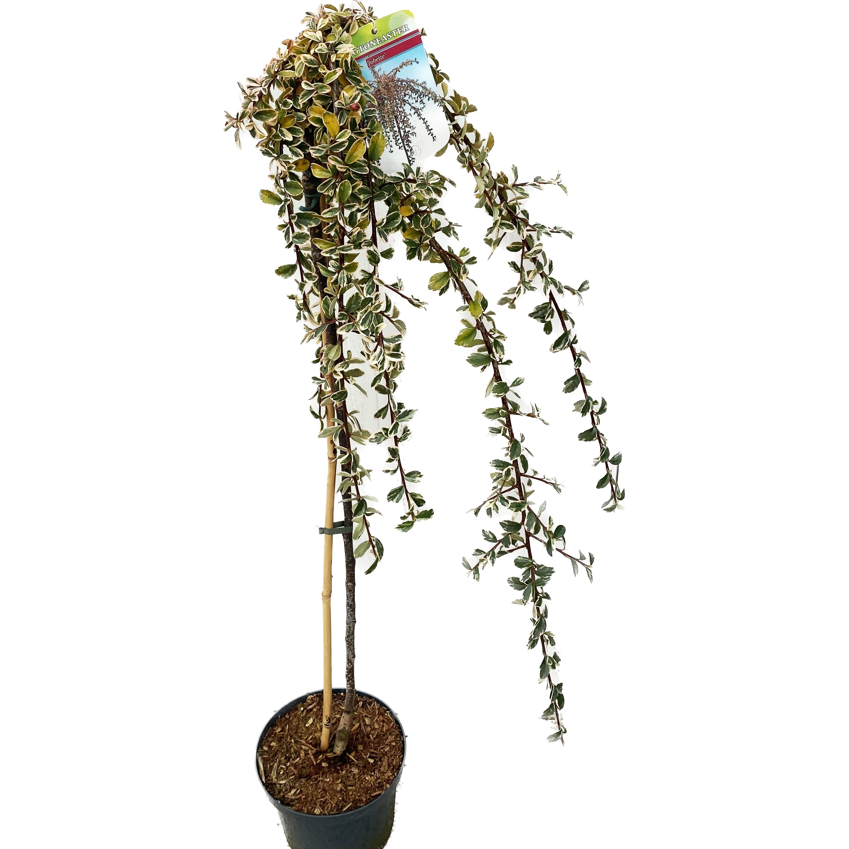 Cotoneaster suecicus 'Juliette' (pe picior, H120 cm)