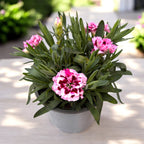 Dianthus ‘Oscar Purple Star’ - wieloletnie goździki o podwójnych różowych pachnących kwiatach
