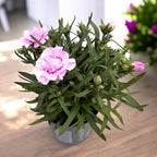 Dianthus 'Super Trouper Grace' - garofita compacta cu inflorire abundenta, parfumata