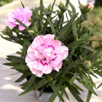 Dianthus 'Super Trouper Grace' - garofita compacta cu inflorire abundenta, parfumata