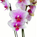 Phalaenopsis Anthura Rotterdam D9