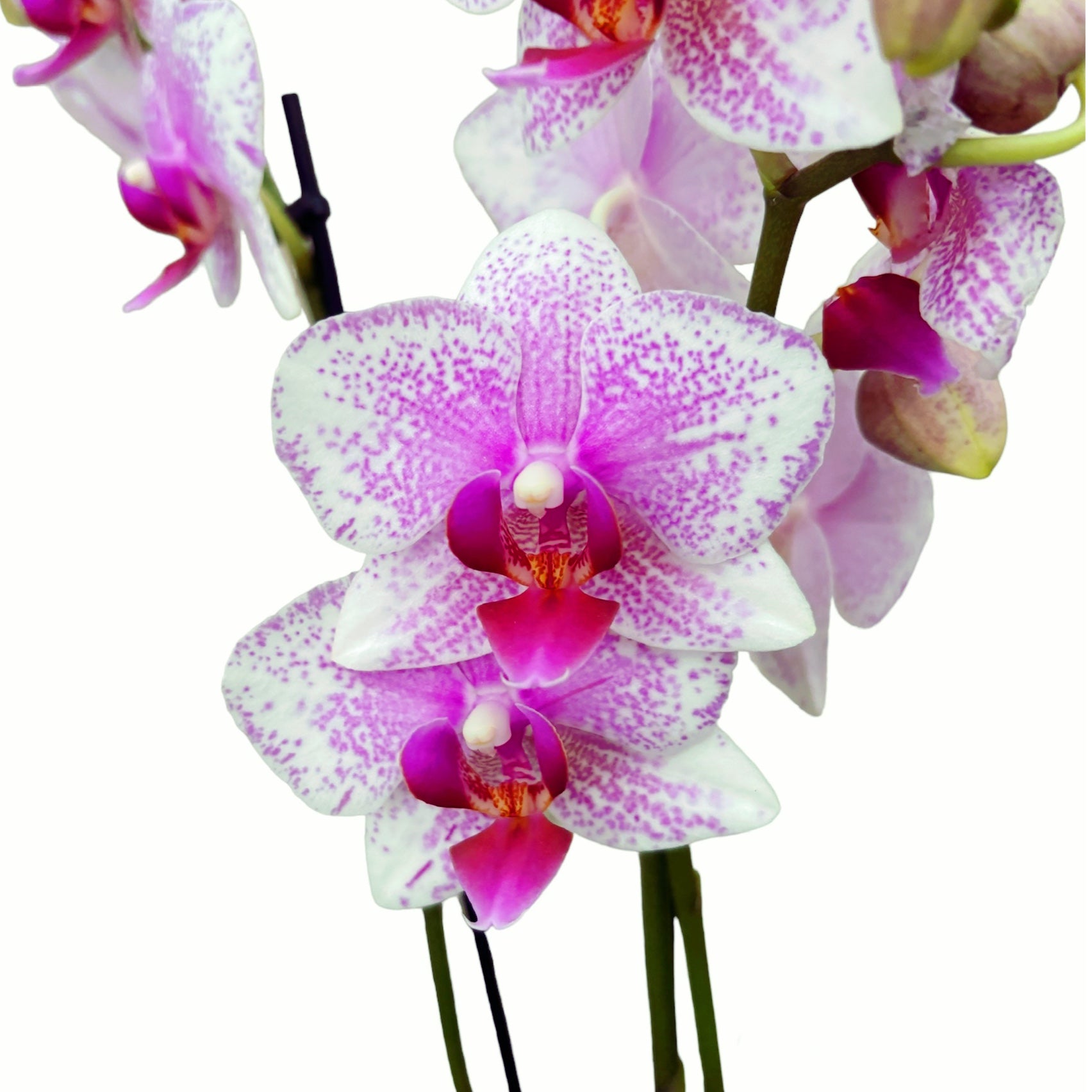 Phalaenopsis Anthura Rotterdam D9
