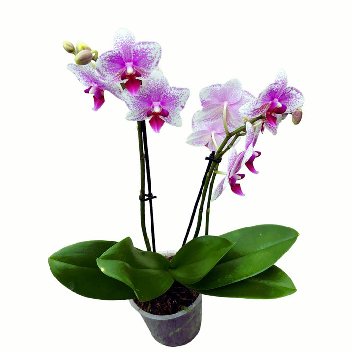 Phalaenopsis Anthura Rotterdam