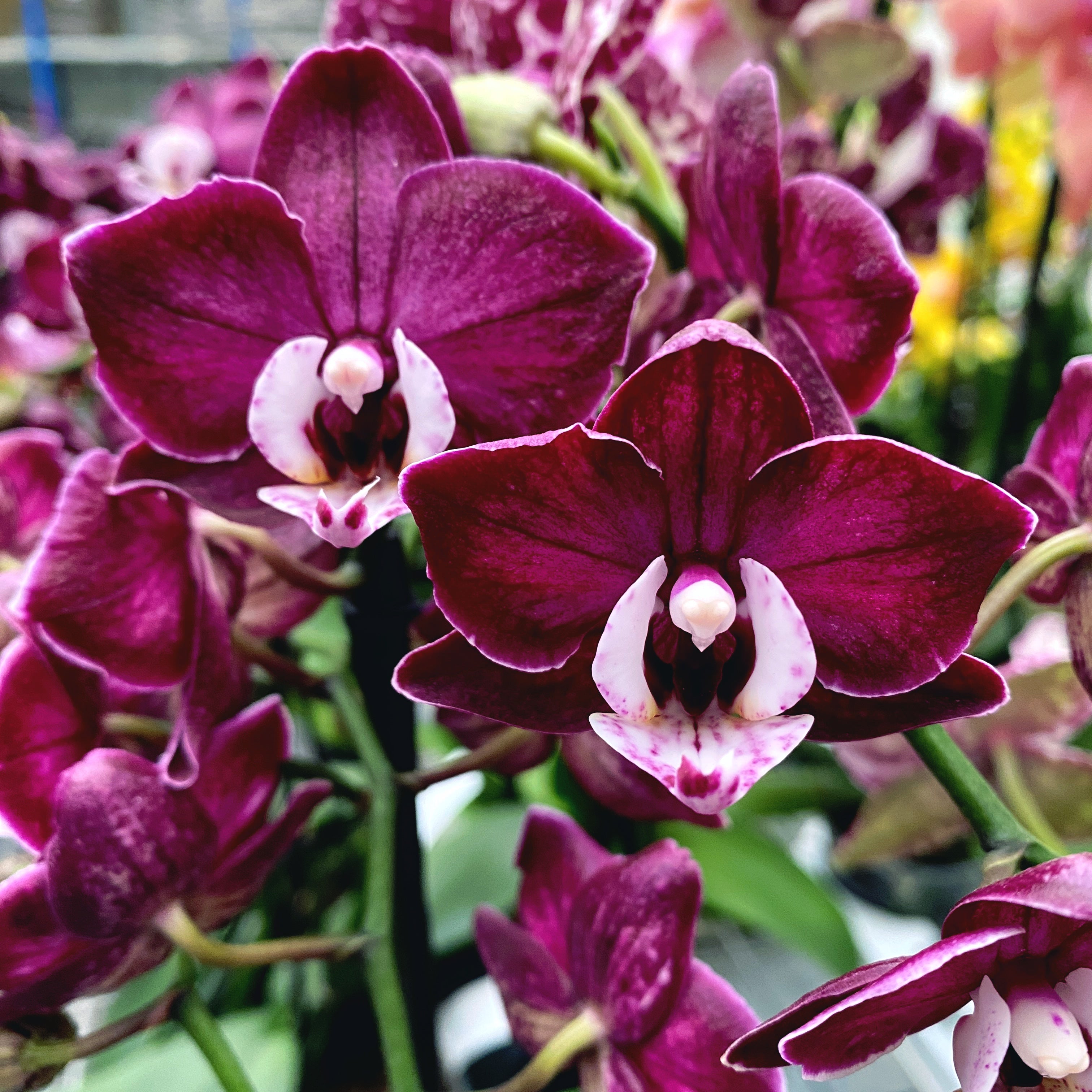 Phalaenopsis Yuka