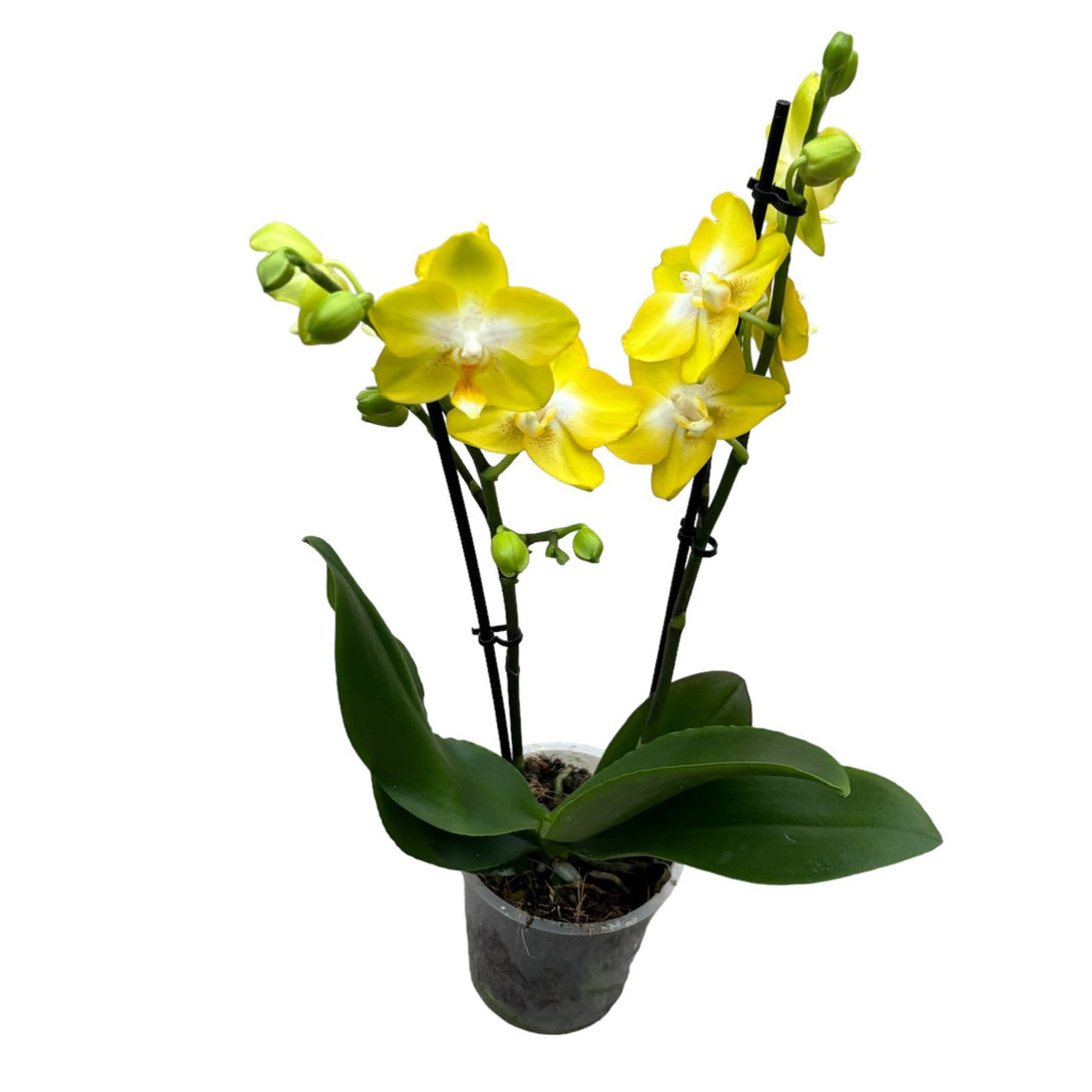 Phalaenopsis Sogo Pride (Yellowcup) parfumata