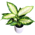 Dieffenbachia 'Bertina'