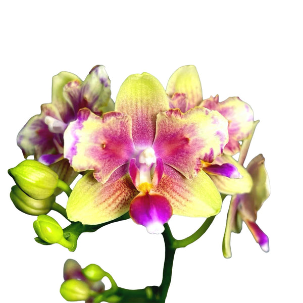 Phalaenopsis I-Hsin Venus (peloric - butterfly)