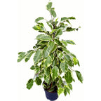 Ficus benjamina Samantha - 2 rastliny/kvetináč
