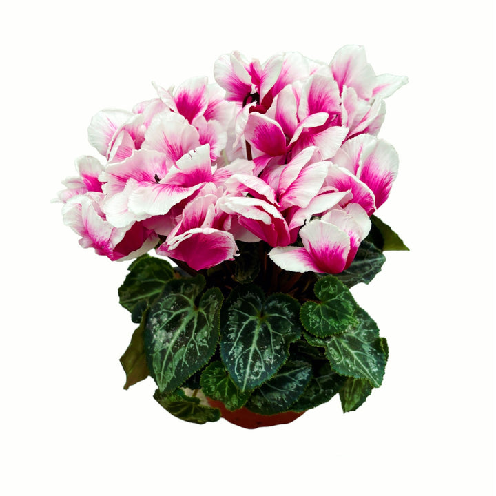 Cyclamen Abanico