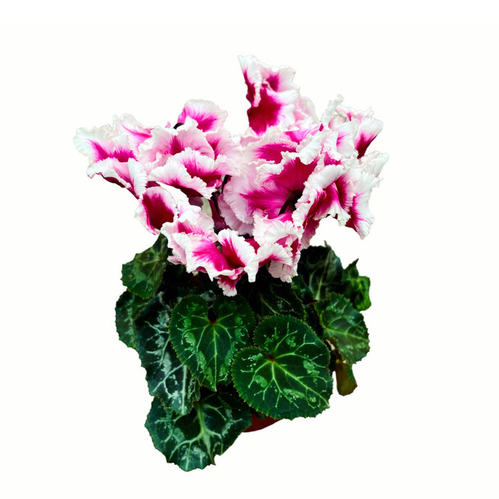 Cyclamen Abanico