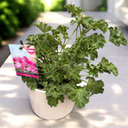 Muscate pachnące - Pelargonia zapachowa „Isko Rose” (zapach róży)