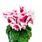 Cyclamen Abanico mix