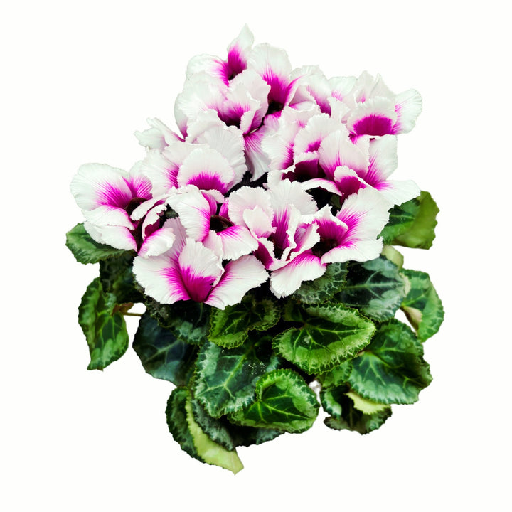 Cyclamen Abanico