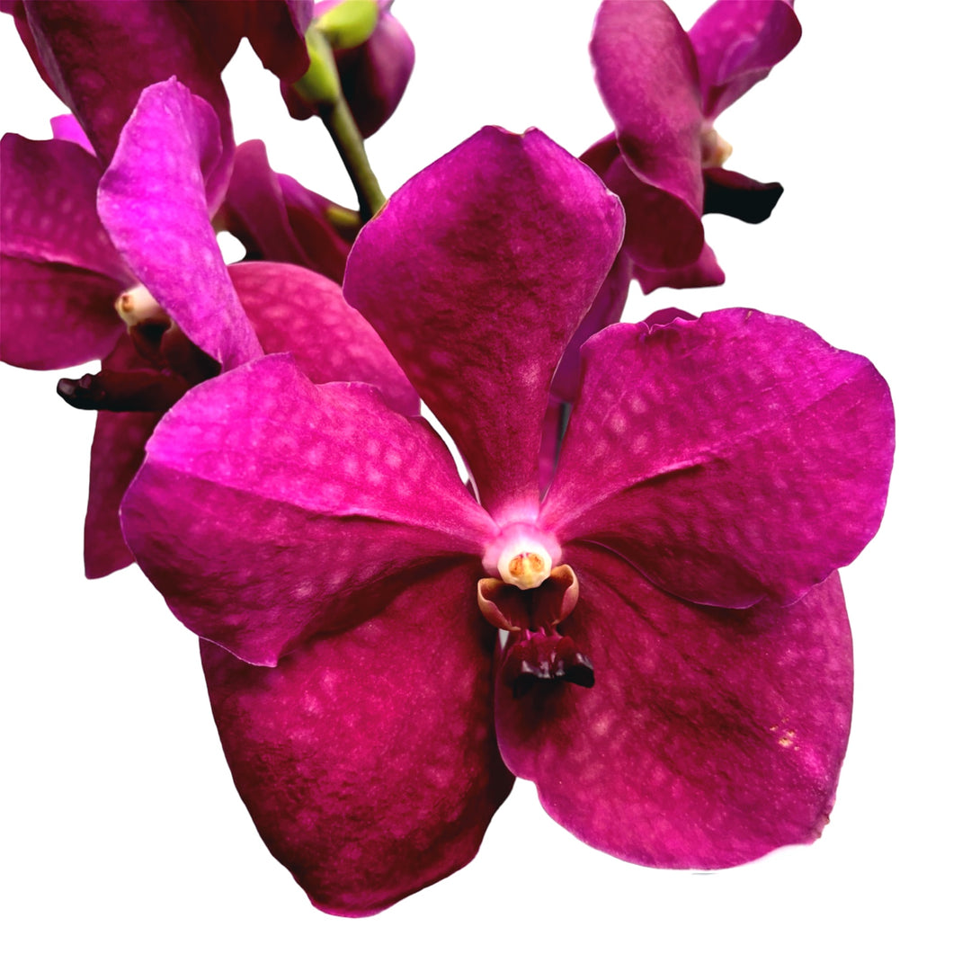 Vanda Pure Purple 858 (Ansu)