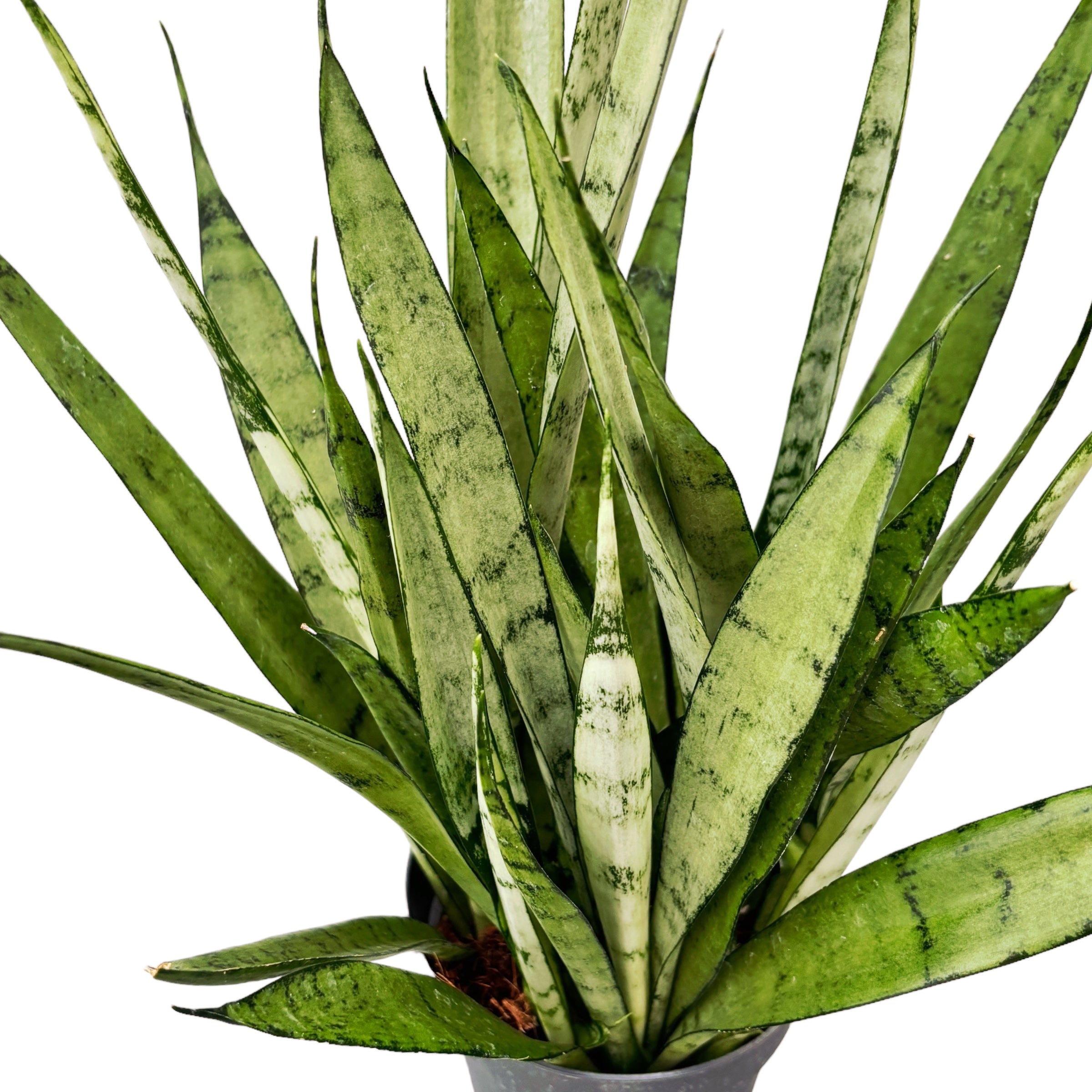 silver princess sansevieria Sansevieria 'Silver Princess' – Secret Garden Plant Shop