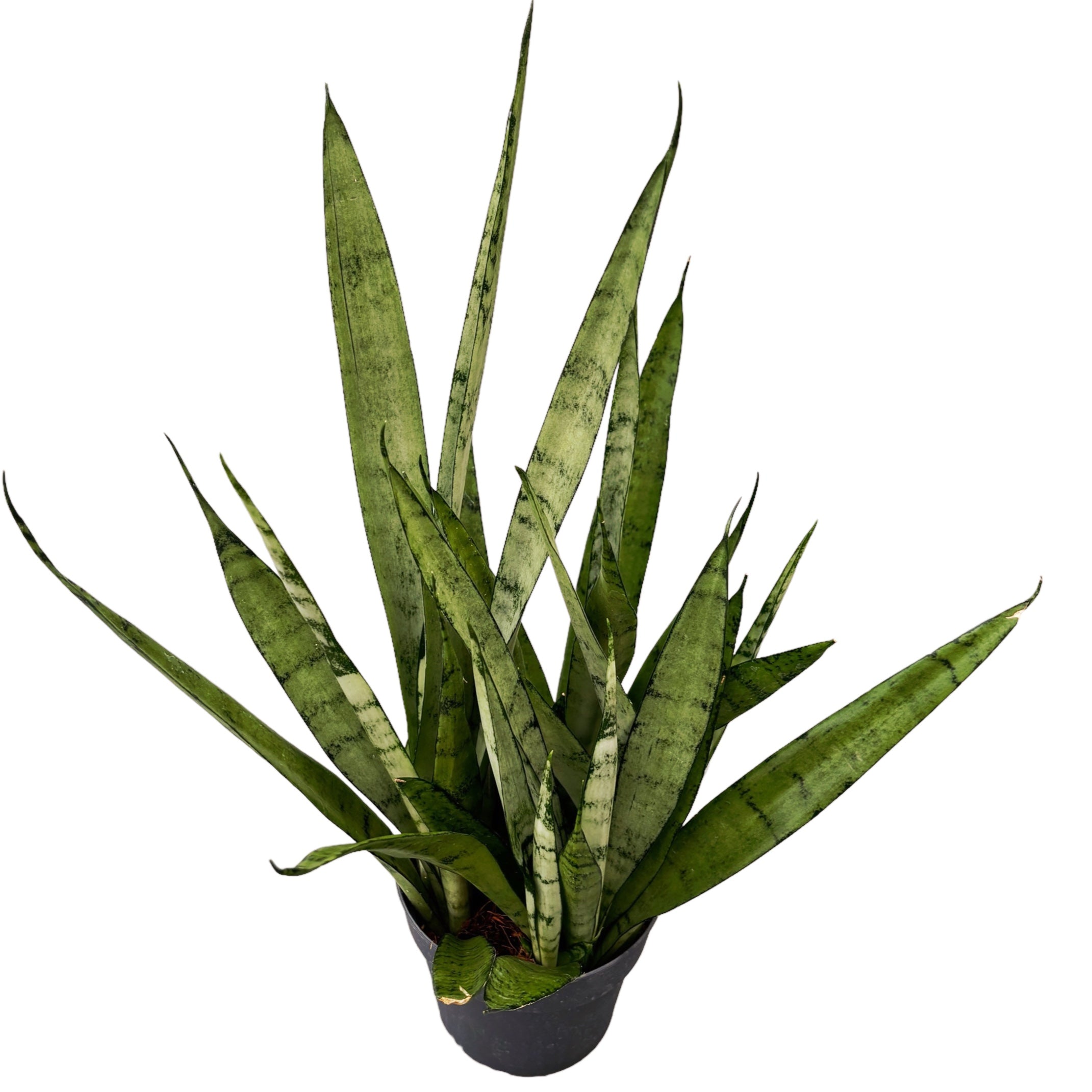 Sansevieria 'Silver Princess’