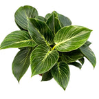 Philodendron Birkin D15