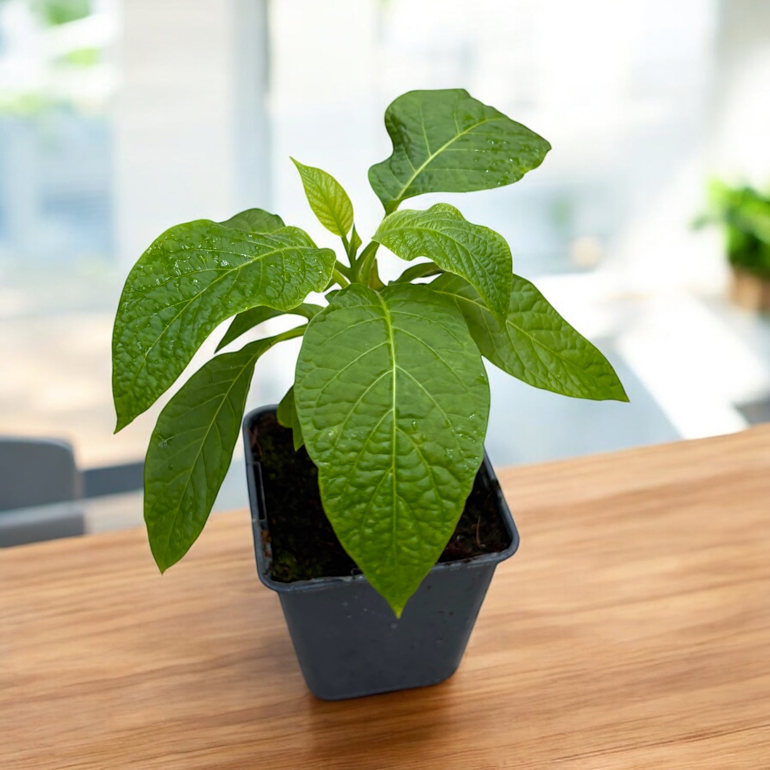 Trompeta ingerilor galbena - Brugmansia versicolor * flori