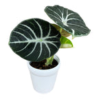 Alocasia reginula 'Ninja'