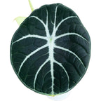 Alocasia reginula 'Ninja'