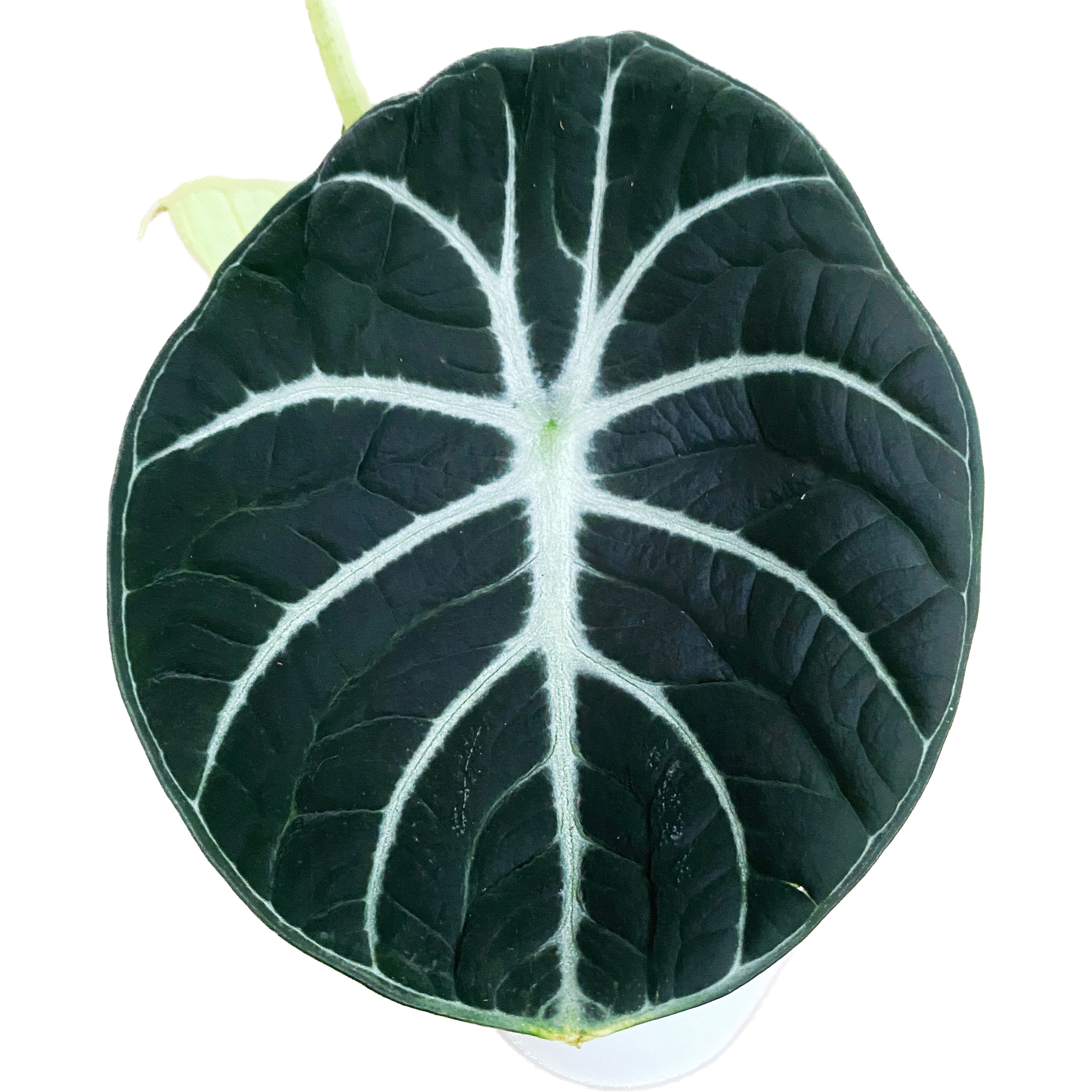 Alocasia reginula 'Ninja'