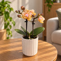 Phalaenopsis Aromio Mineral (Scention) - peloric