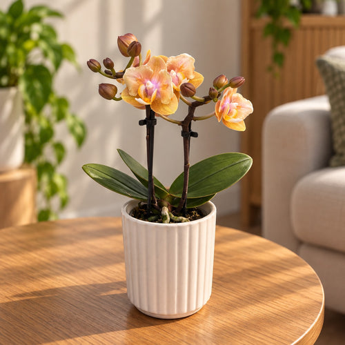 Phalaenopsis Aromio Mineral (Scention) - πελορικό