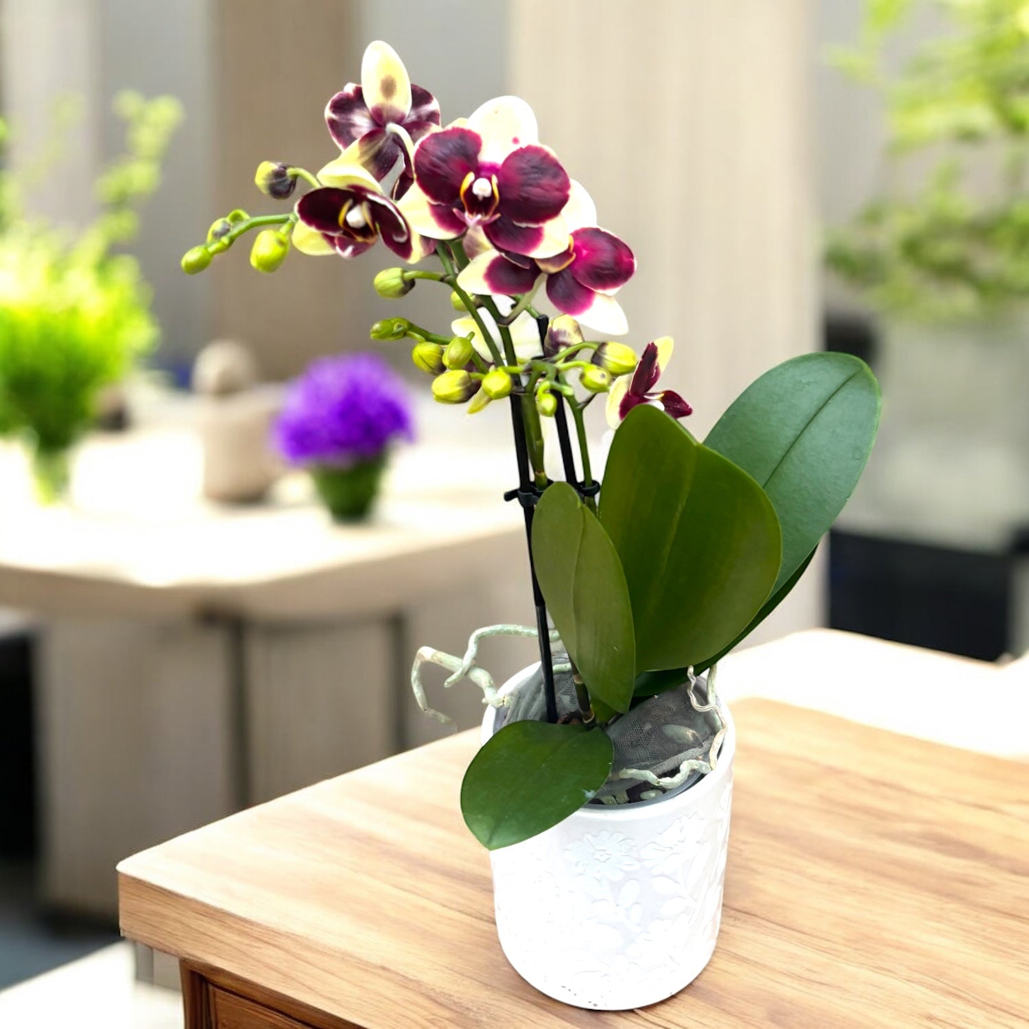 Phalaenopsis 'Catania'