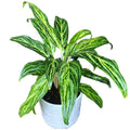 Aglaonema 'Sunray Green'