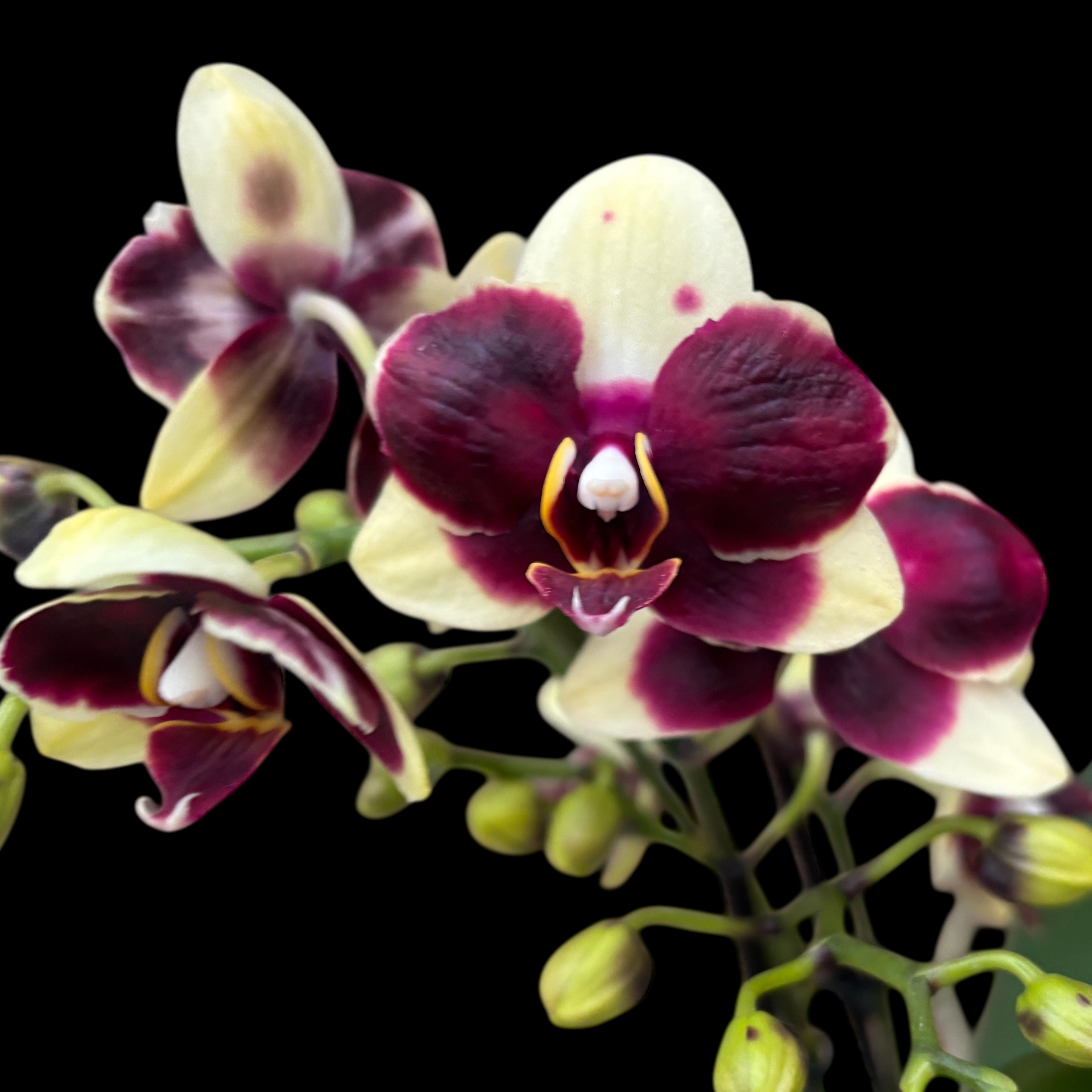 Phalaenopsis 'Catania'
