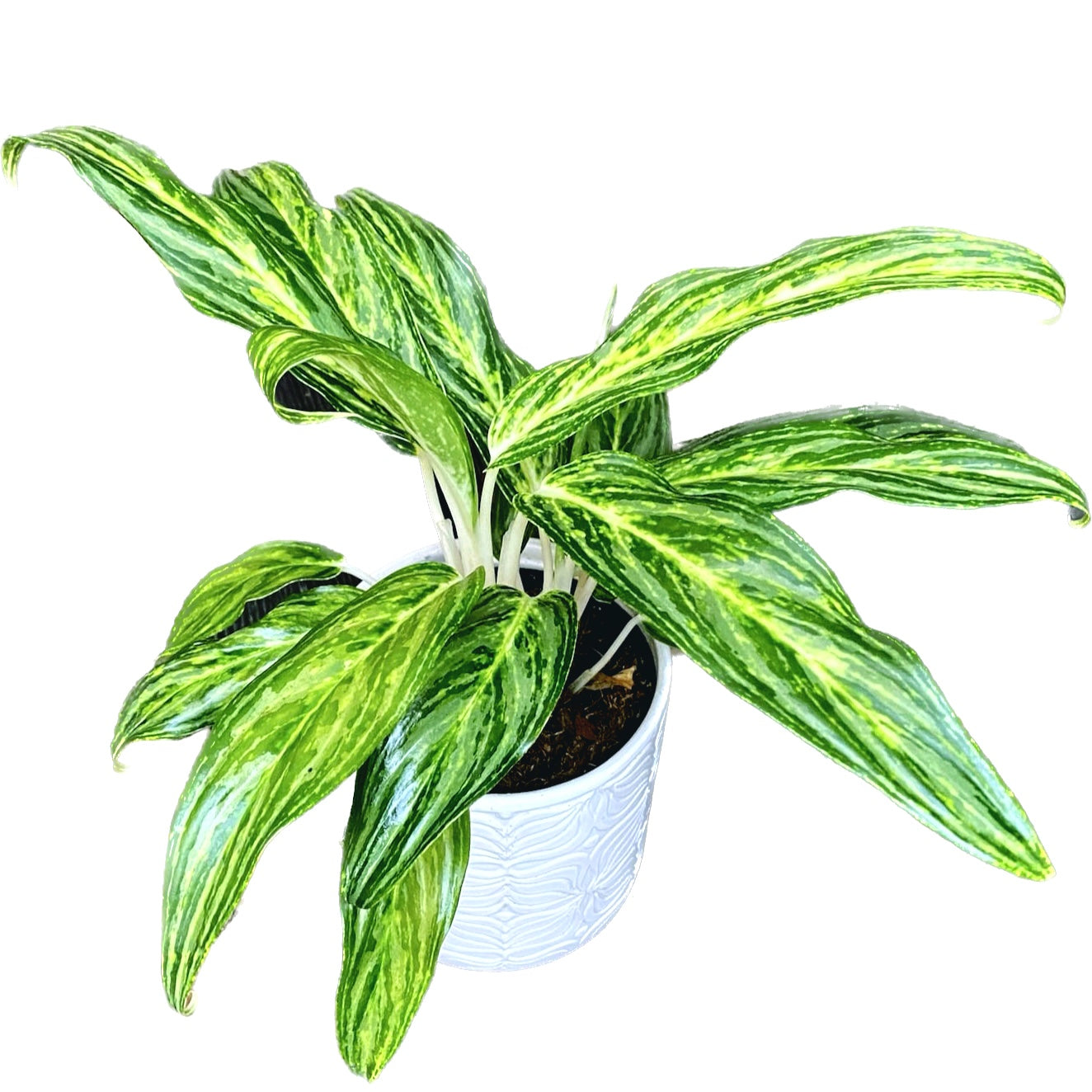 Aglaonema 'Sunray Green'