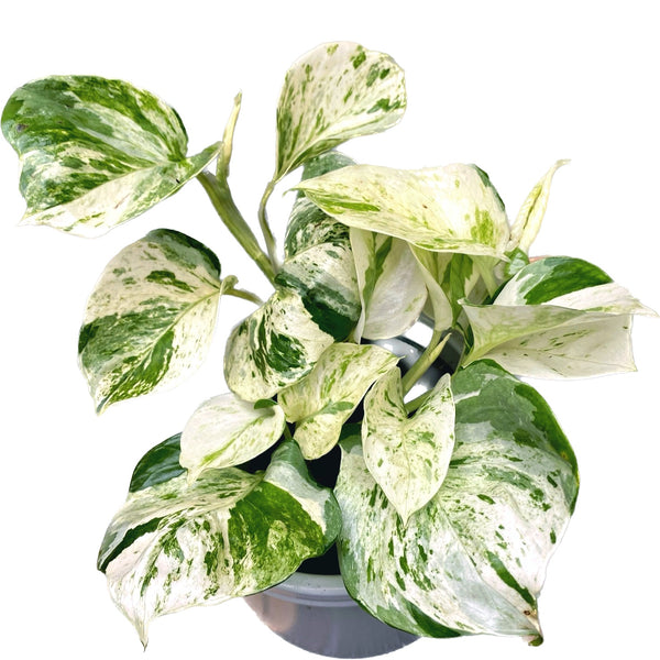 Epipremnum aureum 'Manjula' (Happy Leaf) 3-4 plants/pot