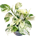 Epipremnum aureum ‘Manjula’ (Happy Leaf) 3-4 plante/ghiveci