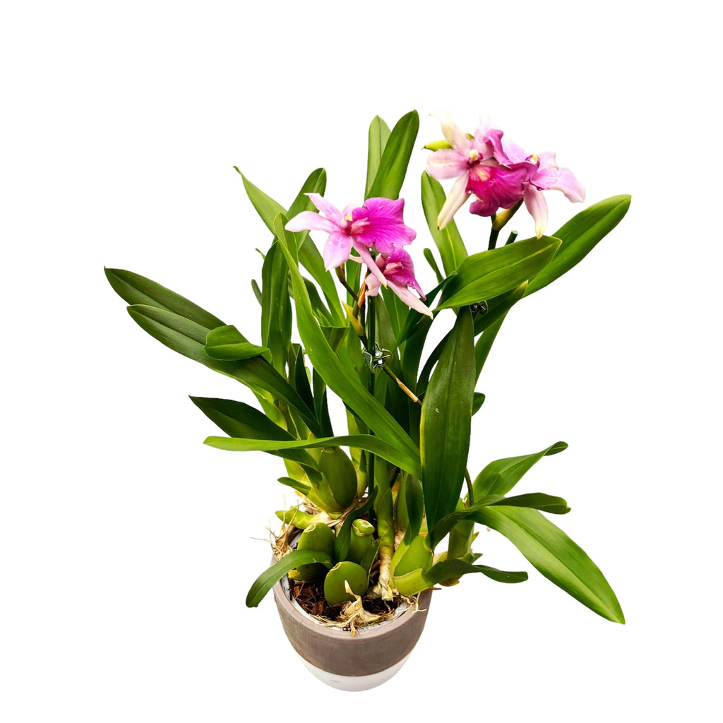 Miltonia Honolulu x Binotii (esemplare nelle foto)