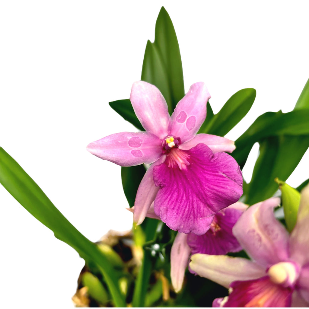 Miltonia Honolulu x Binotii (esemplare nelle foto)