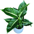 Dieffenbachia 'Green Magic'